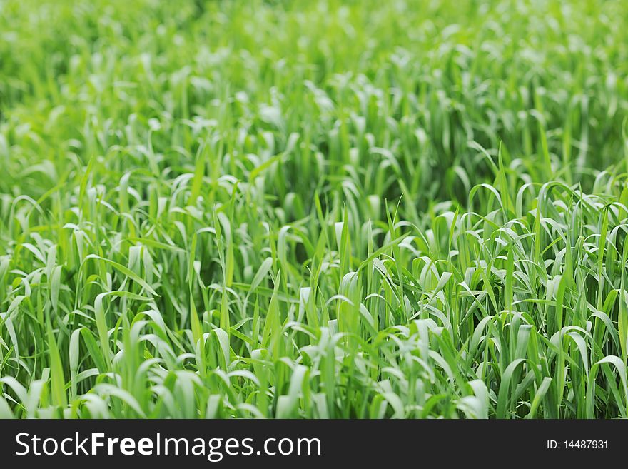 Green grass closeup outdoor in nature background