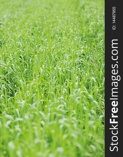 Green grass closeup outdoor in nature background