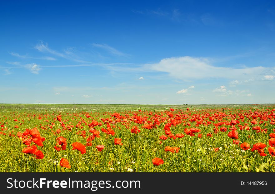 Wild red poppies field under the blue sky. Wild red poppies field under the blue sky