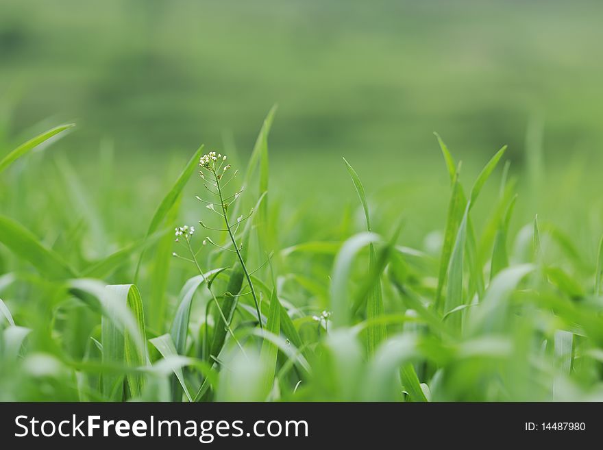 Green grass closeup outdoor in nature background