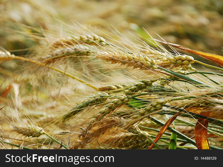 The ears of wheat are taken off from above