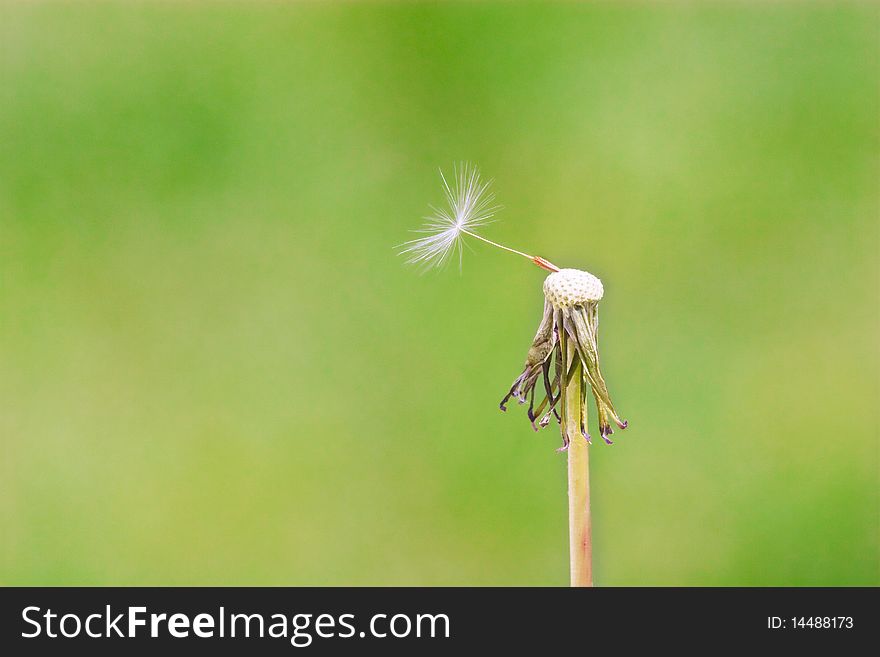 A dandelion with one petal