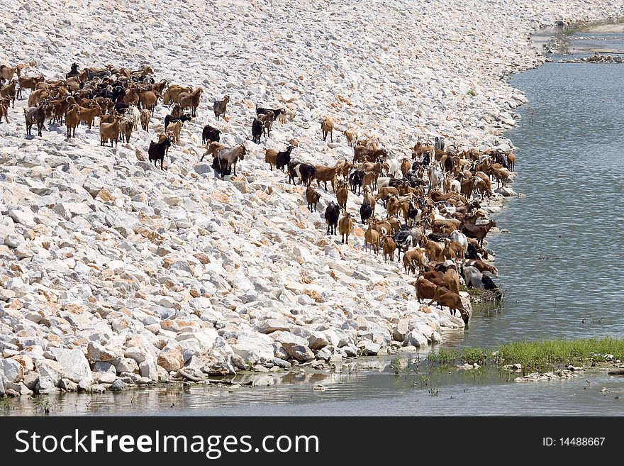 A flock of goats going down to drink water