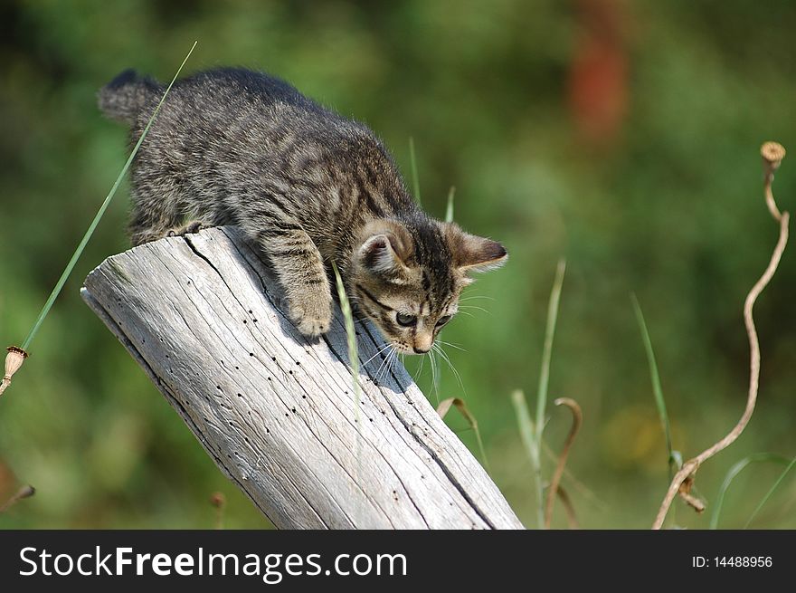 European grey kitten hunting in the garden. European grey kitten hunting in the garden