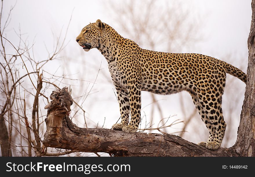 Leopard Standing On The Tree