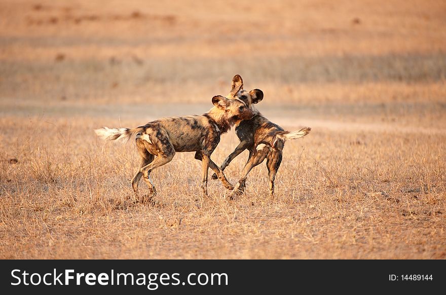 Two African Wild Dogs (Lycaon pictus), highly endangered species of Africa, playing in savannah