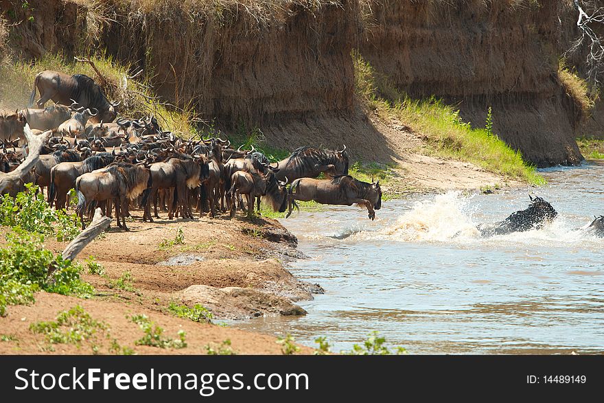 Herd of Blue Wildebeest (Connochaetes taurinus)