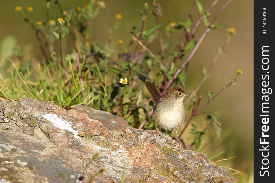 Small brown bird sitting on a rock in nature reserve in South Africa. Small brown bird sitting on a rock in nature reserve in South Africa