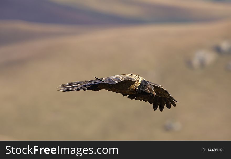 Juvenile Lammergeyer or Bearded Vulture (Gypaetus barbatus) in flight looking for prey in South Africa