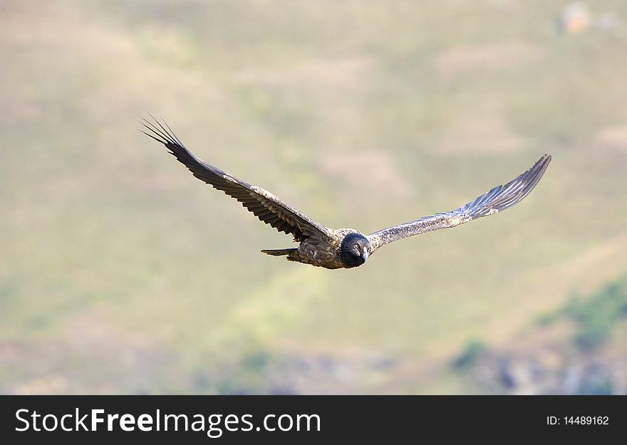 Juvenile Lammergeyer or Bearded Vulture (Gypaetus barbatus) in flight looking for prey in South Africa