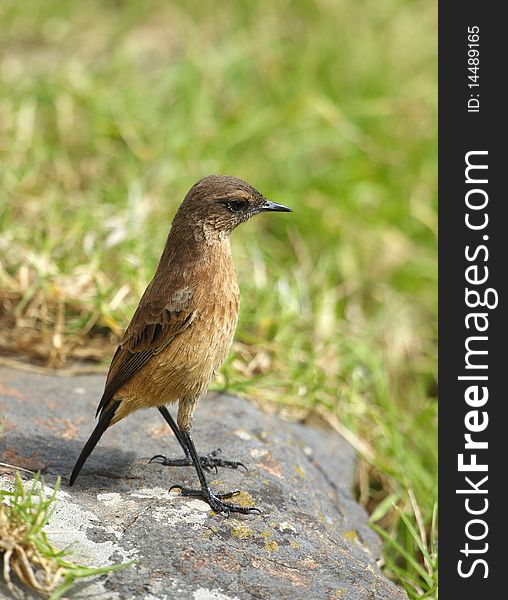 Small brown bird sitting on a rock in nature reserve in South Africa. Small brown bird sitting on a rock in nature reserve in South Africa