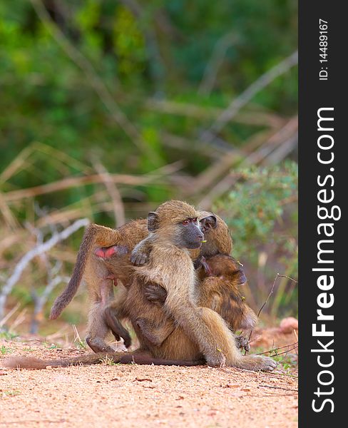 Chacma baboons (Papio cynocephalus) on the road in South Africa. Chacma baboons (Papio cynocephalus) on the road in South Africa