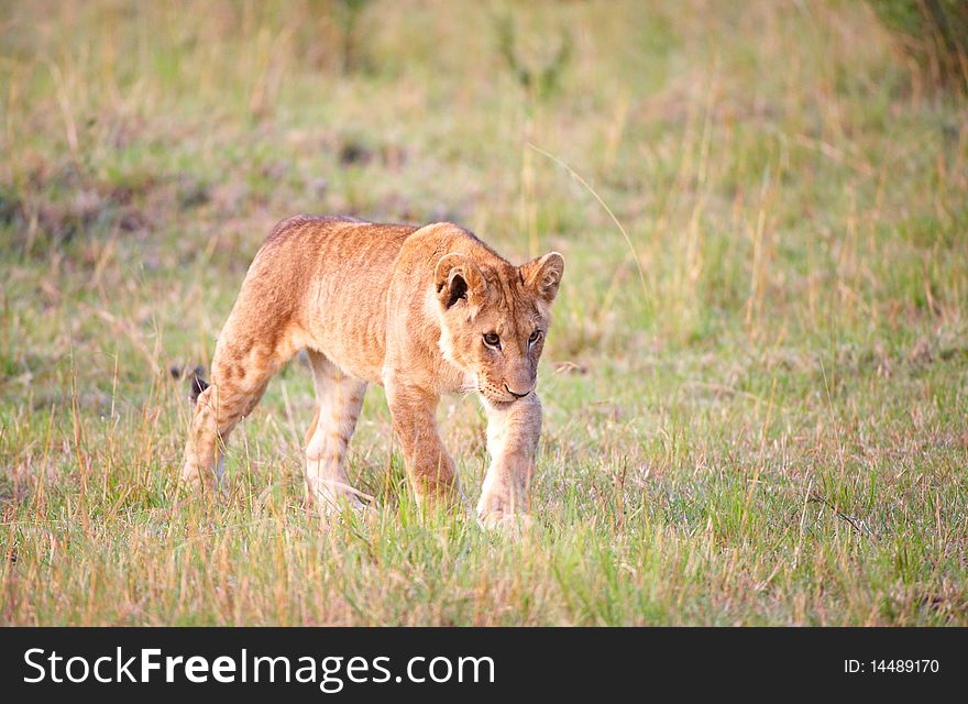 Lion (panthera leo) cub walking in savannah in South Africa. Lion (panthera leo) cub walking in savannah in South Africa