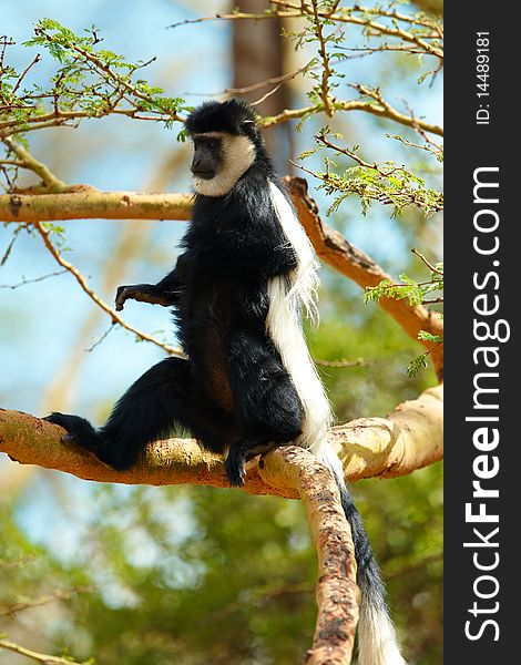 Black-and-white colobus monkey sitting in the tree in South Africa