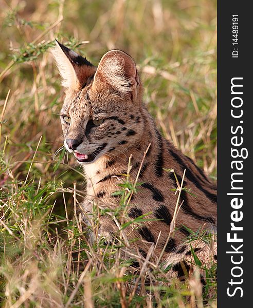 African Serval (Leptailurus serval), medium-sized African wild cat, sitting in savannah in South Africa