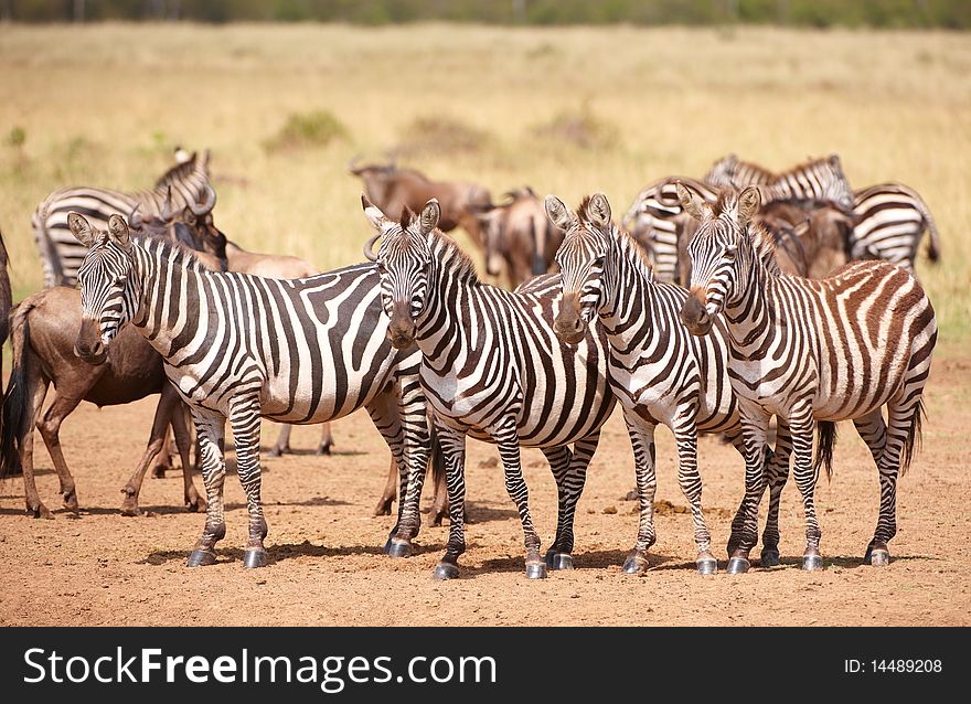 Herd of zebras (African Equids) and Blue Wildebeest (Connochaetes taurinus) standing in savannah in nature reserve in South Africa