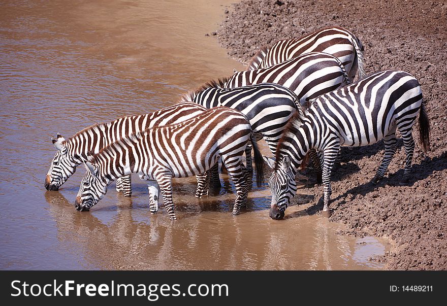 Herd of zebras (African Equids) drinking water from the river in nature reserve in South Africa