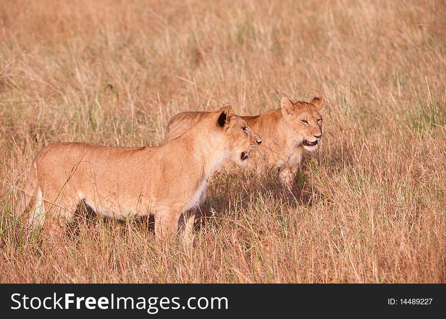Two young Lion (panthera leo) cubs standing in savannah in South Africa. Two young Lion (panthera leo) cubs standing in savannah in South Africa