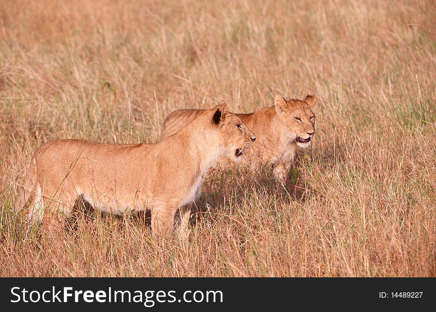 Young Lion cub (panthera leo) in savannah