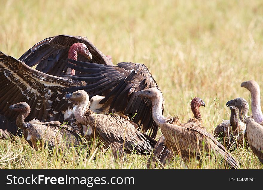 The Cape Griffon Or Cape Vultures