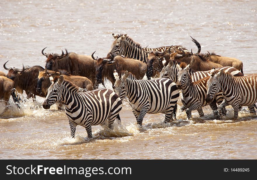 Herd of zebras (African Equids) and Blue Wildebeest (Connochaetes taurinus) crossing the river in nature reserve in South Africa