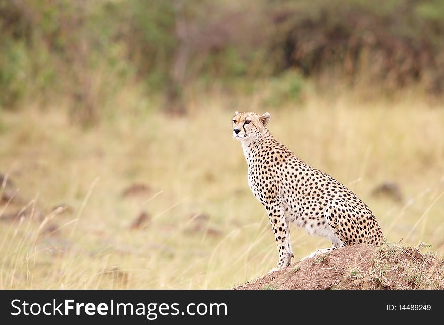 Cheetah (Acinonyx Jubatus) Sitting In Savannah