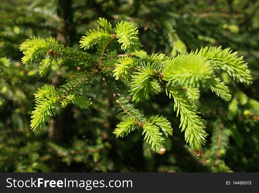 Evergreen fresh pins and branches, blurry background, horizontal. Evergreen fresh pins and branches, blurry background, horizontal