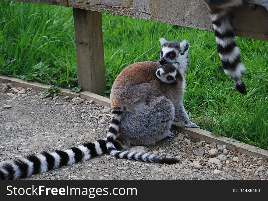 A striped lemur carries its offspring on its back. A striped lemur carries its offspring on its back