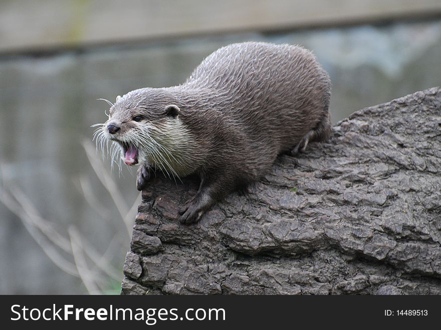 An otter stands on a log baring its teeth. An otter stands on a log baring its teeth