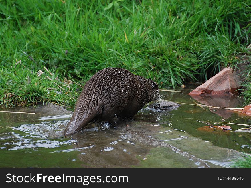 An otter leaves a pond for shelter in long grass. An otter leaves a pond for shelter in long grass