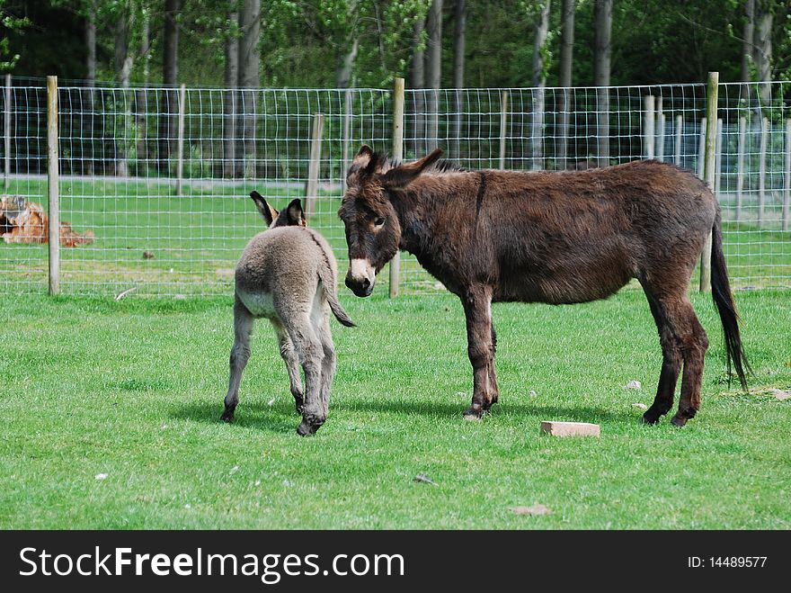 A donkey keeps a watchful eye on its four week old offspring. A donkey keeps a watchful eye on its four week old offspring