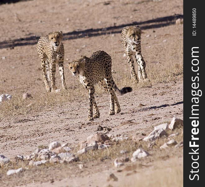 Three cheetahs on their way to a water hole in the Kgalagadi Transfrontier Park