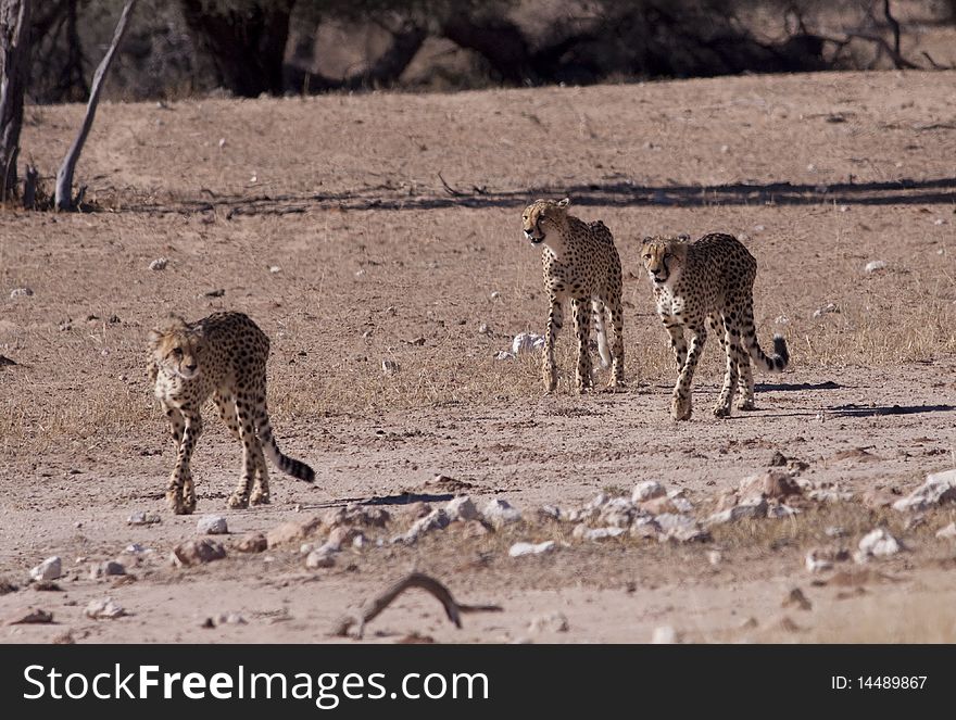 Three cheetahs on their way to a water hole in the Kgalagadi Transfrontier Park
