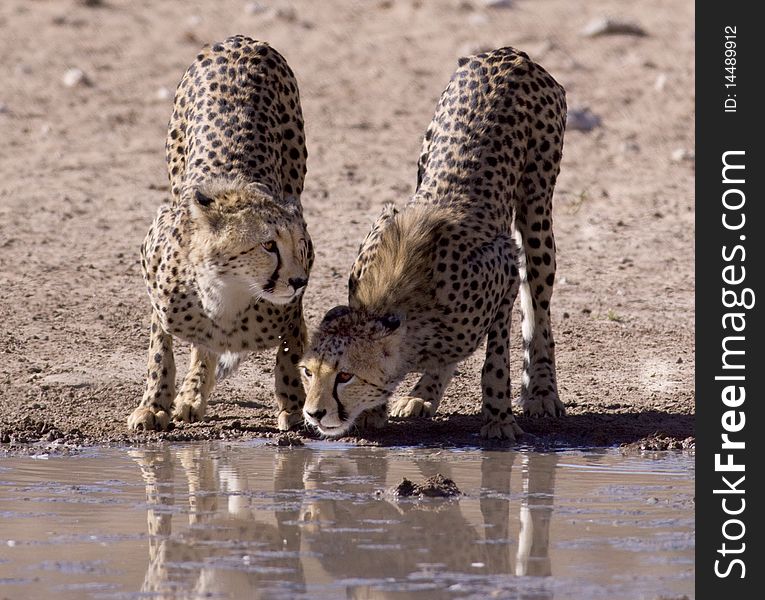 Two Cheetahs drinking water next to each other at a waterhole