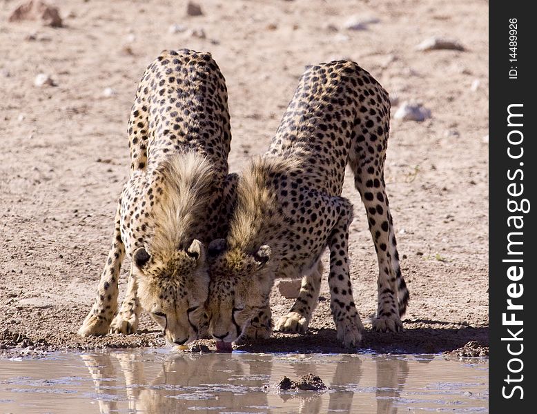 Two Cheetahs drinking water next to each other