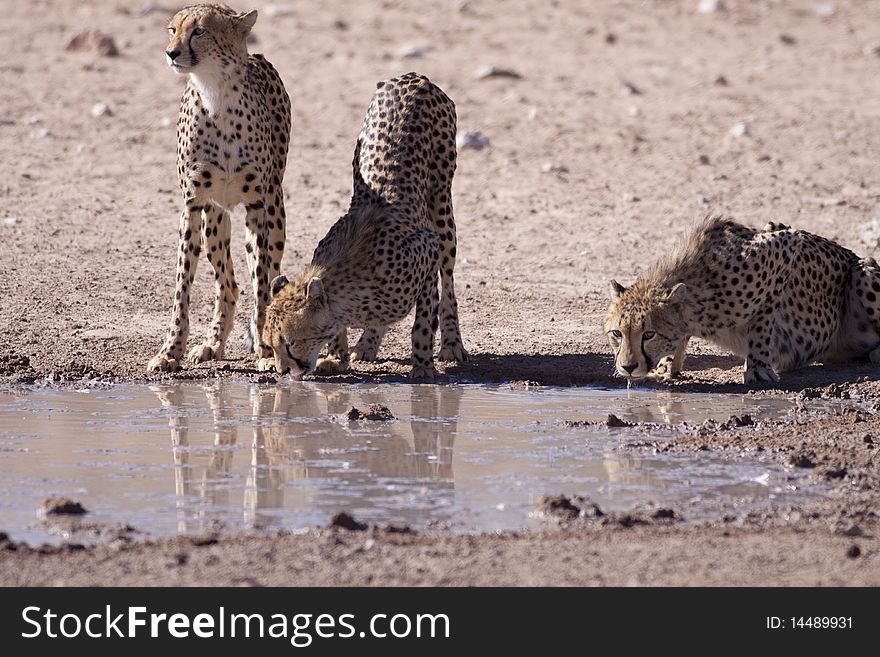 Three Cheetahs drinking water next to each other at a waterhole