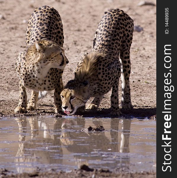 Two Cheetahs drinking water next to each other at a waterhole