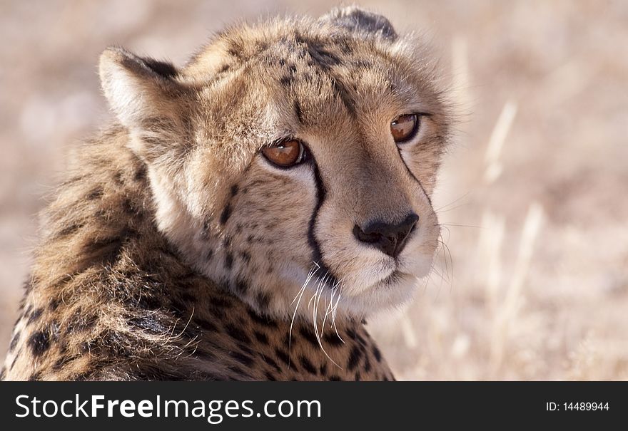 Portrait of a cheetah looking at camera