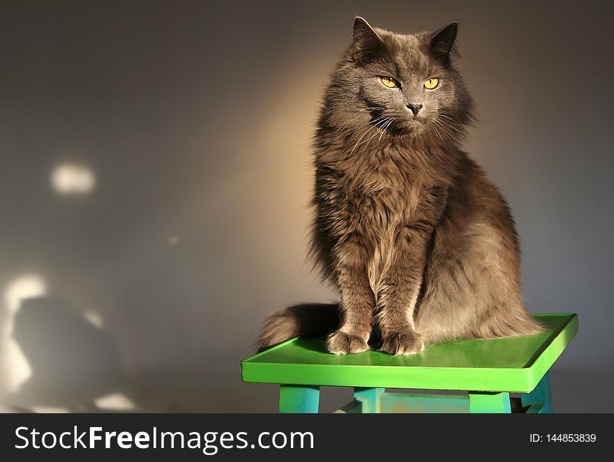 Gray longhair gray cat is looking to the right against a gray studio background. Stern Cat sits on a green stool. illuminated by warm light from the sun with highlights. Gray longhair gray cat is looking to the right against a gray studio background. Stern Cat sits on a green stool. illuminated by warm light from the sun with highlights.