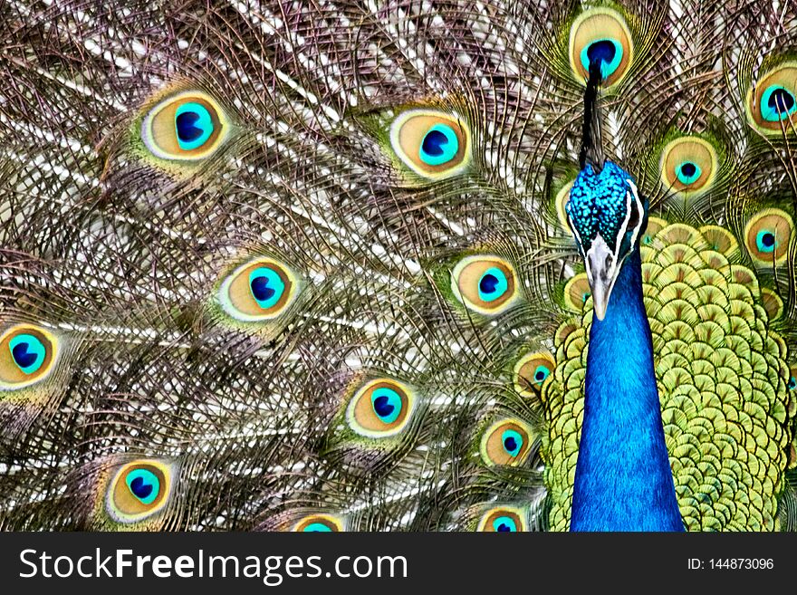 View of the face and feathers of this beautiful and majestic bird. View of the face and feathers of this beautiful and majestic bird