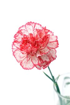 Single Carnation Royalty Free Stock Images Single Carnation Royalty Free Stock Images