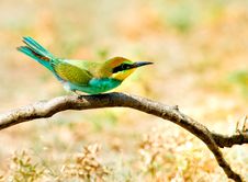 European Bee-eater (Merops Apiaster) Stock Photography European Bee-eater (Merops Apiaster) Stock Photography