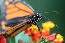 Monarch Butterfly Royalty Free Stock Photo Monarch Butterfly Royalty Free Stock Photo