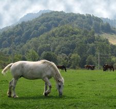 Horses Stock Photo Horses Stock Photo