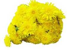 Bouquet Of Field Dandelion Flowers Stock Photo Bouquet Of Field Dandelion Flowers Stock Photo