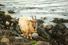 Wild Goats Royalty Free Stock Images Wild Goats Royalty Free Stock Images