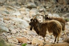 Wild Goats Royalty Free Stock Images