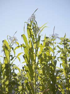 Crop Of Corn In Field. Royalty Free Stock Image