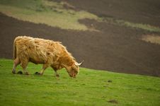 Highland Cow Stock Photos