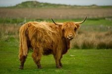 Highland Cow Stock Image